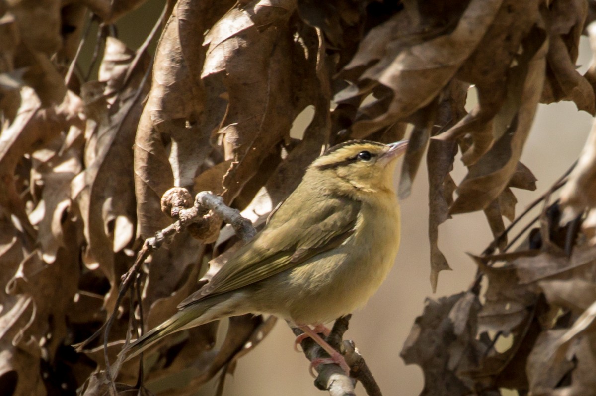 Worm-eating Warbler - ML230195391