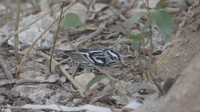 Black-and-white Warbler - ML230195531