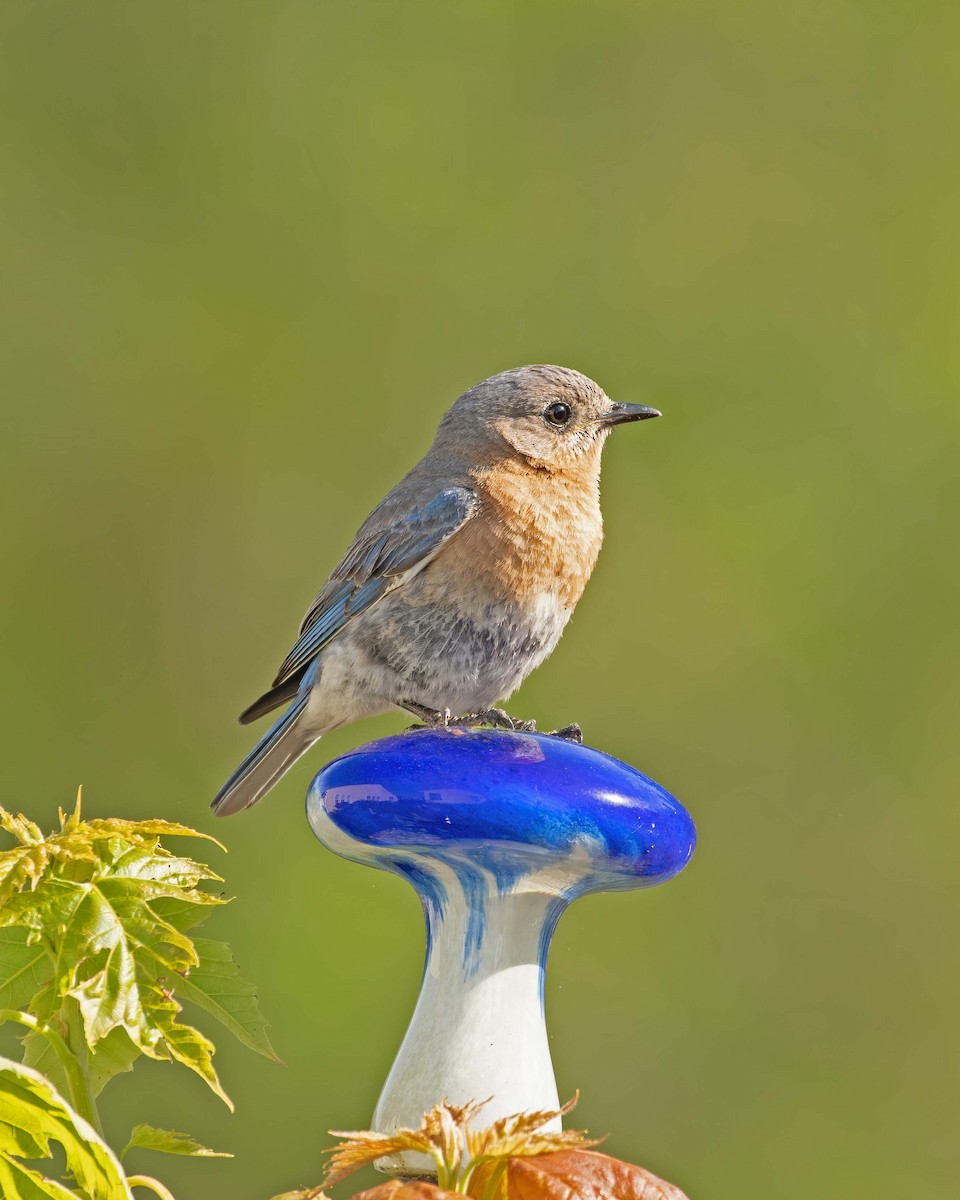 Eastern Bluebird - ML230196101