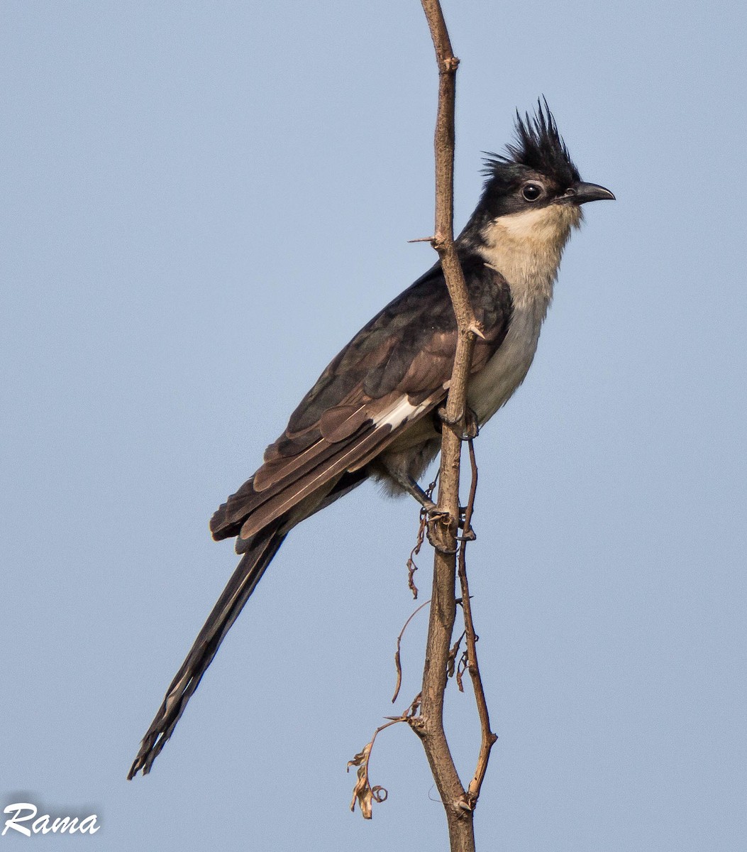 Pied Cuckoo - Rama Neelamegam