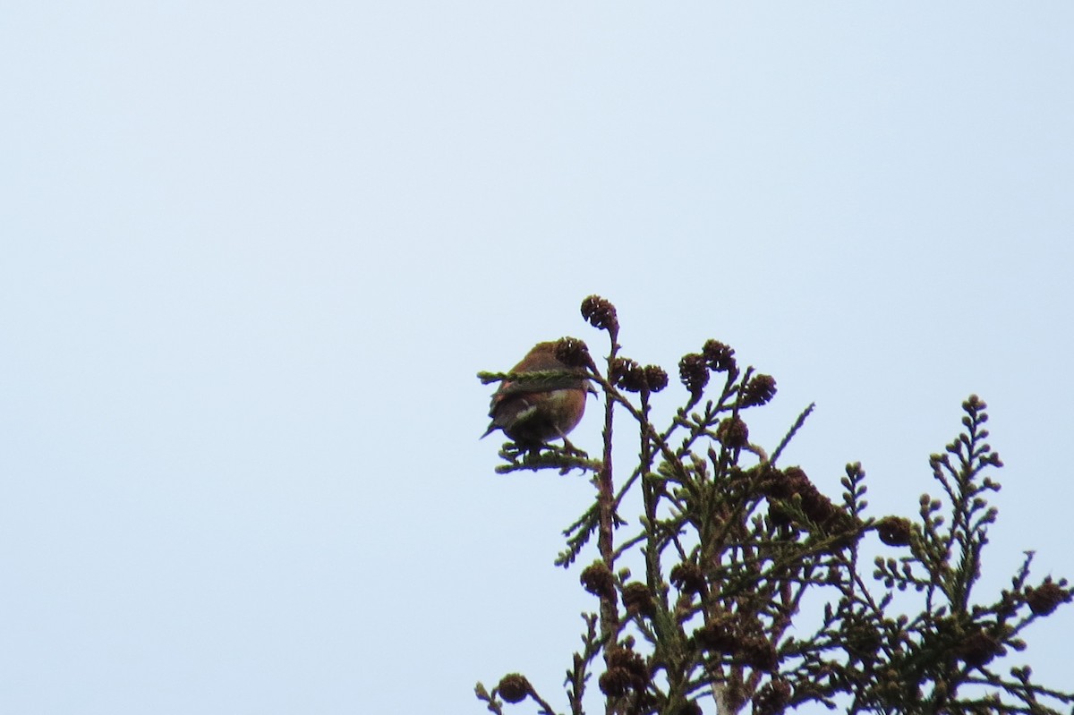 Red Crossbill - ML23019691