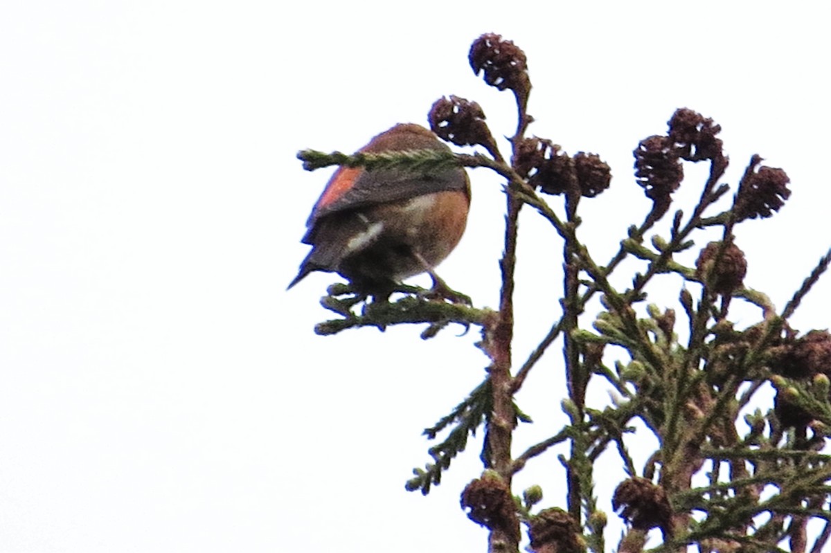 Red Crossbill - ML23019701