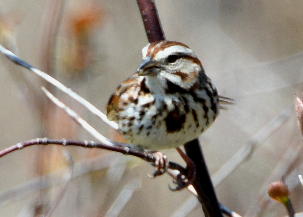 Song Sparrow - ML230197551