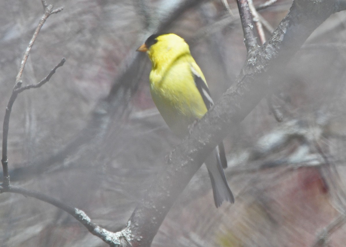 Chardonneret jaune - ML230197751