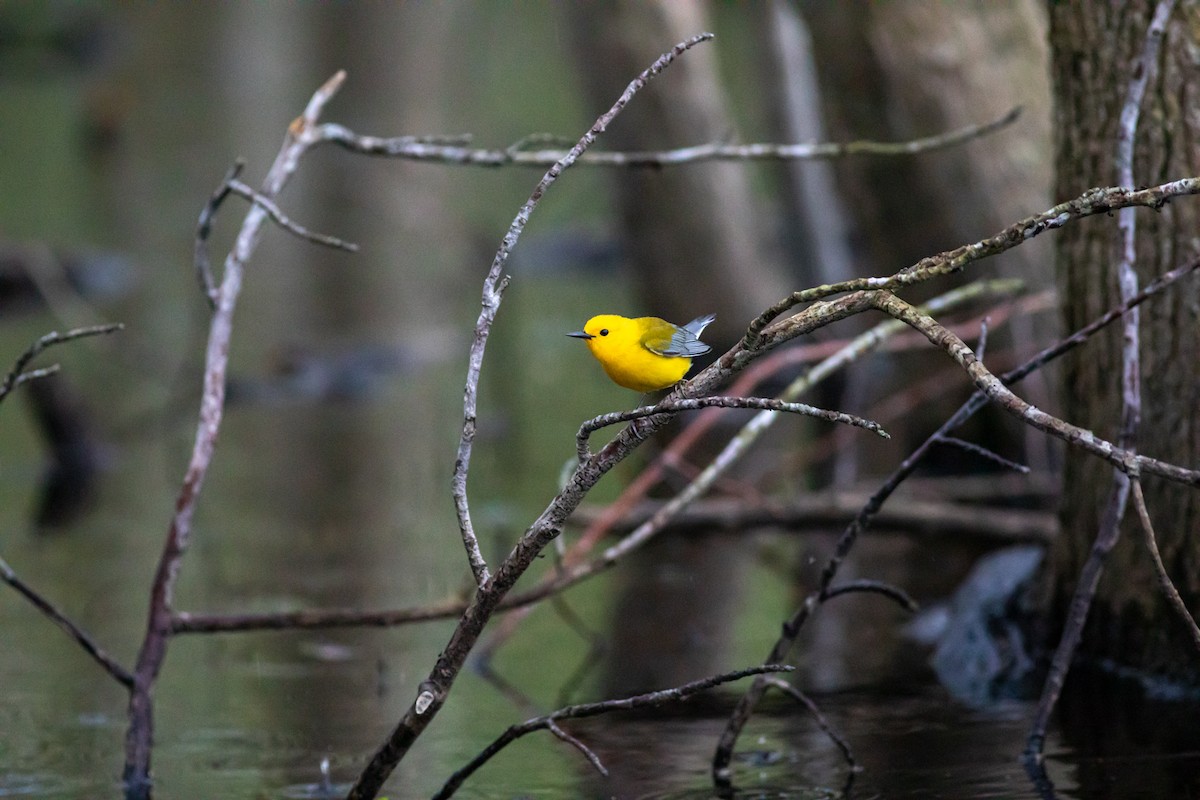 Prothonotary Warbler - ML230198391
