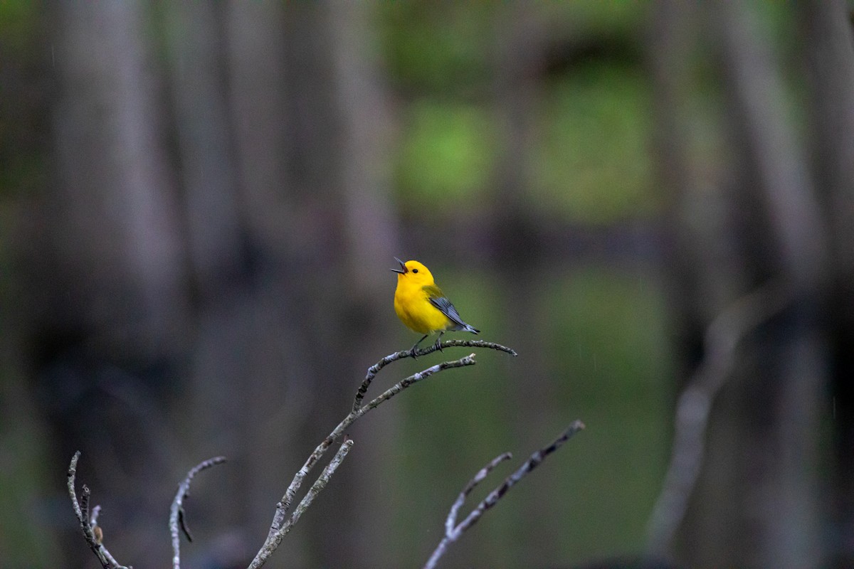 Prothonotary Warbler - ML230198401