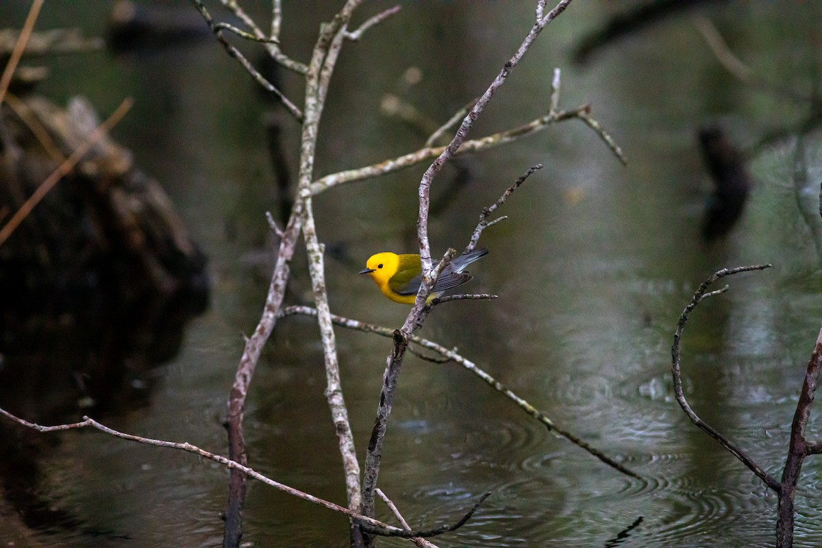 Prothonotary Warbler - ML230198501