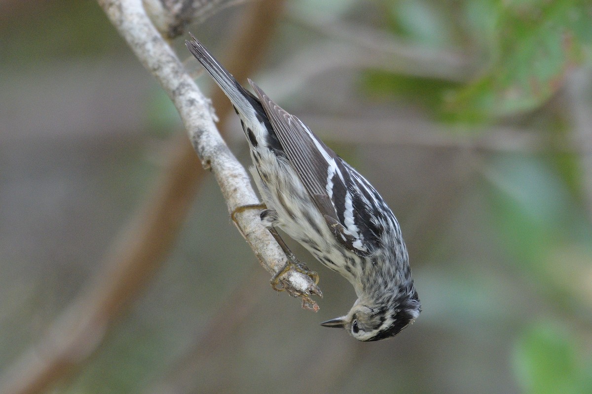 Black-and-white Warbler - ML230198921