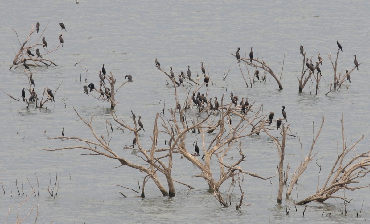 Neotropic Cormorant - ML230202001