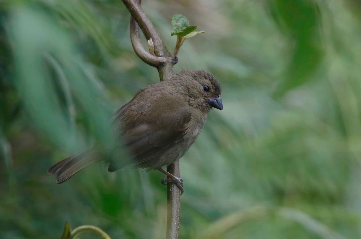 Sooty Grassquit - ML230202121