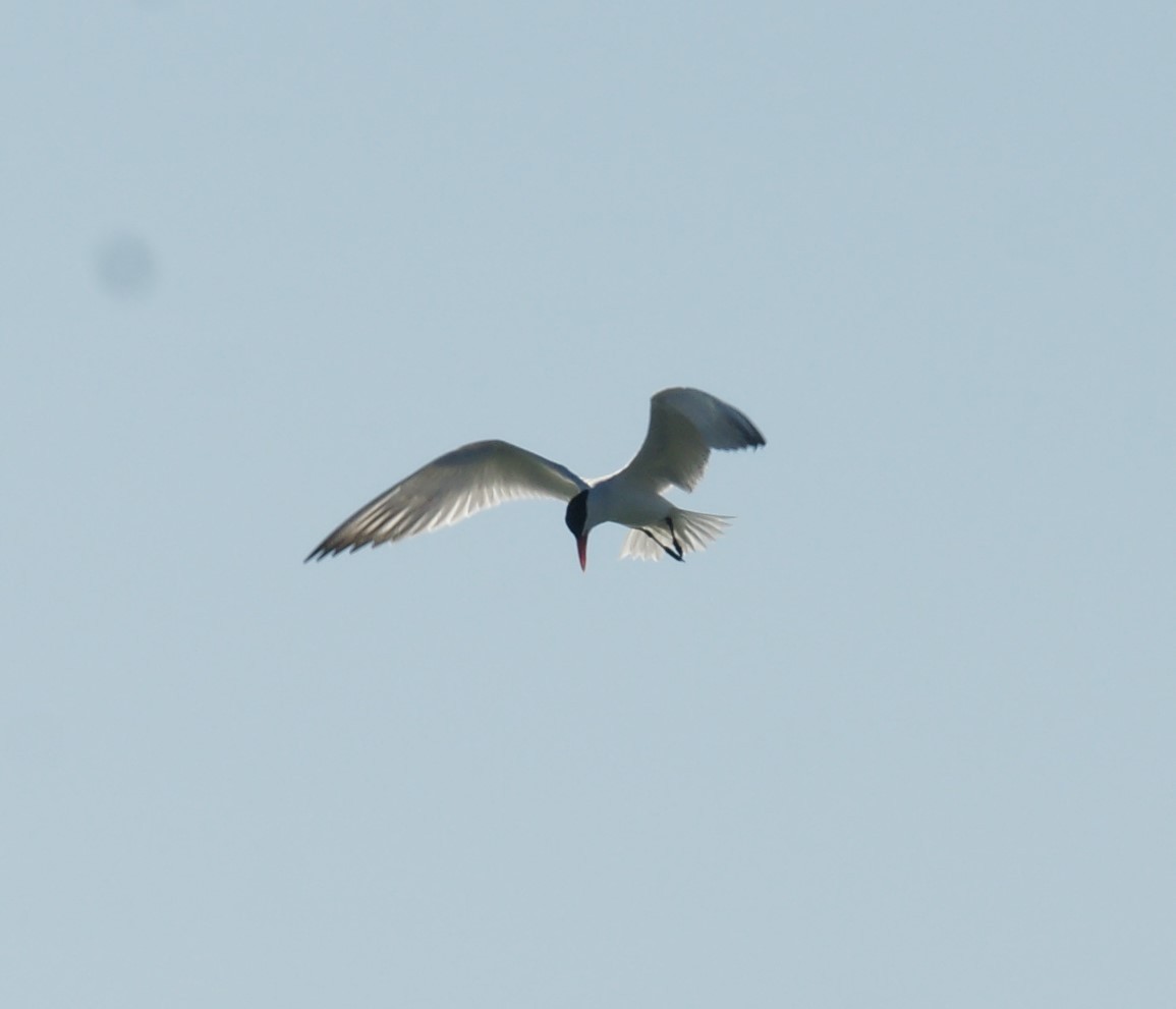 Caspian Tern - ML230202511