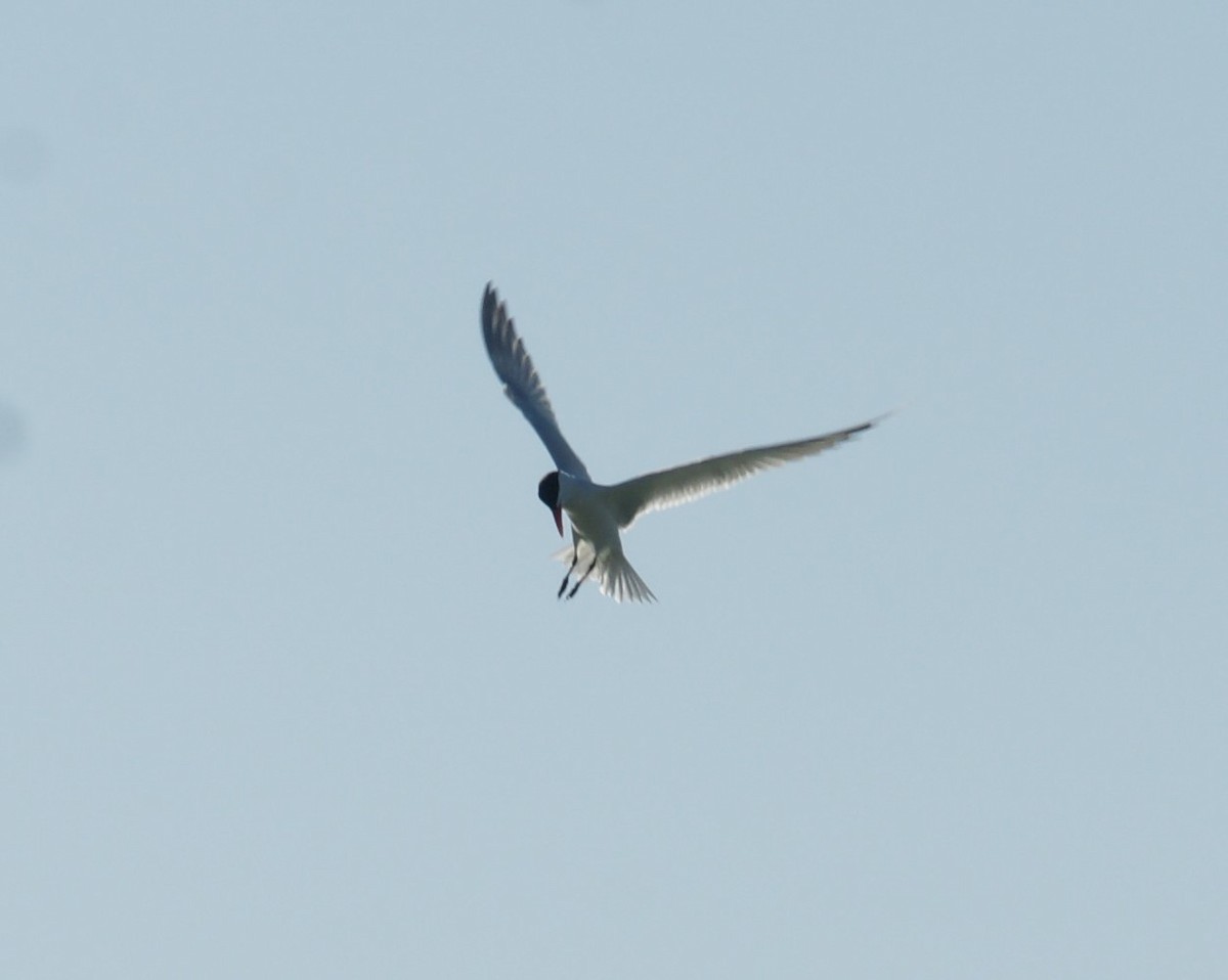 Caspian Tern - ML230202531