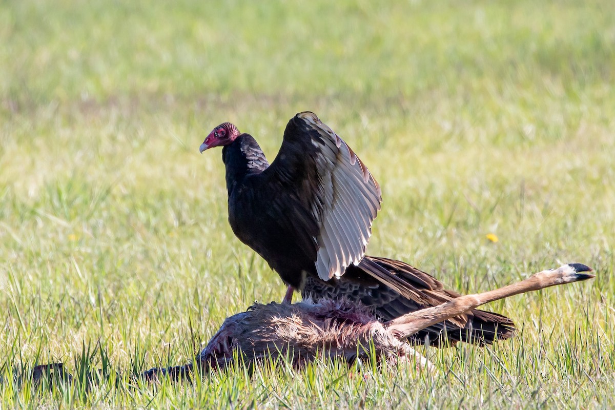 Turkey Vulture - ML230202551