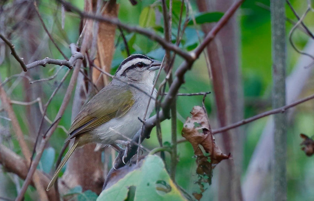 Tocuyo Sparrow - ML230204671