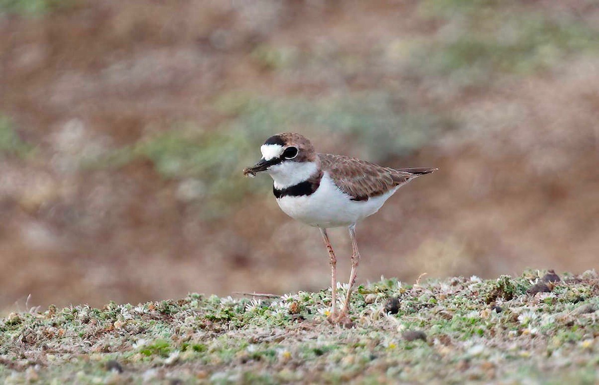 Collared Plover - ML230205681