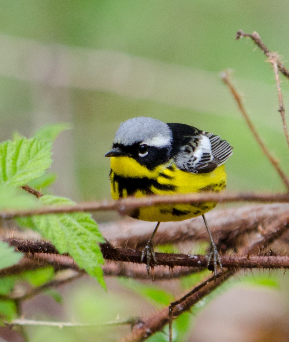 Magnolia Warbler - Cesar Castillo