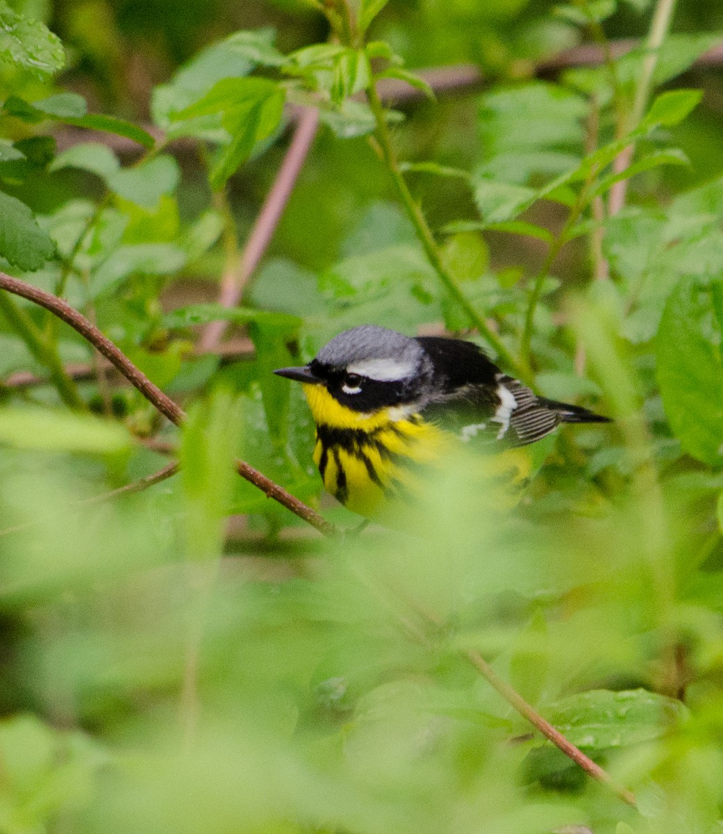 Magnolia Warbler - Cesar Castillo