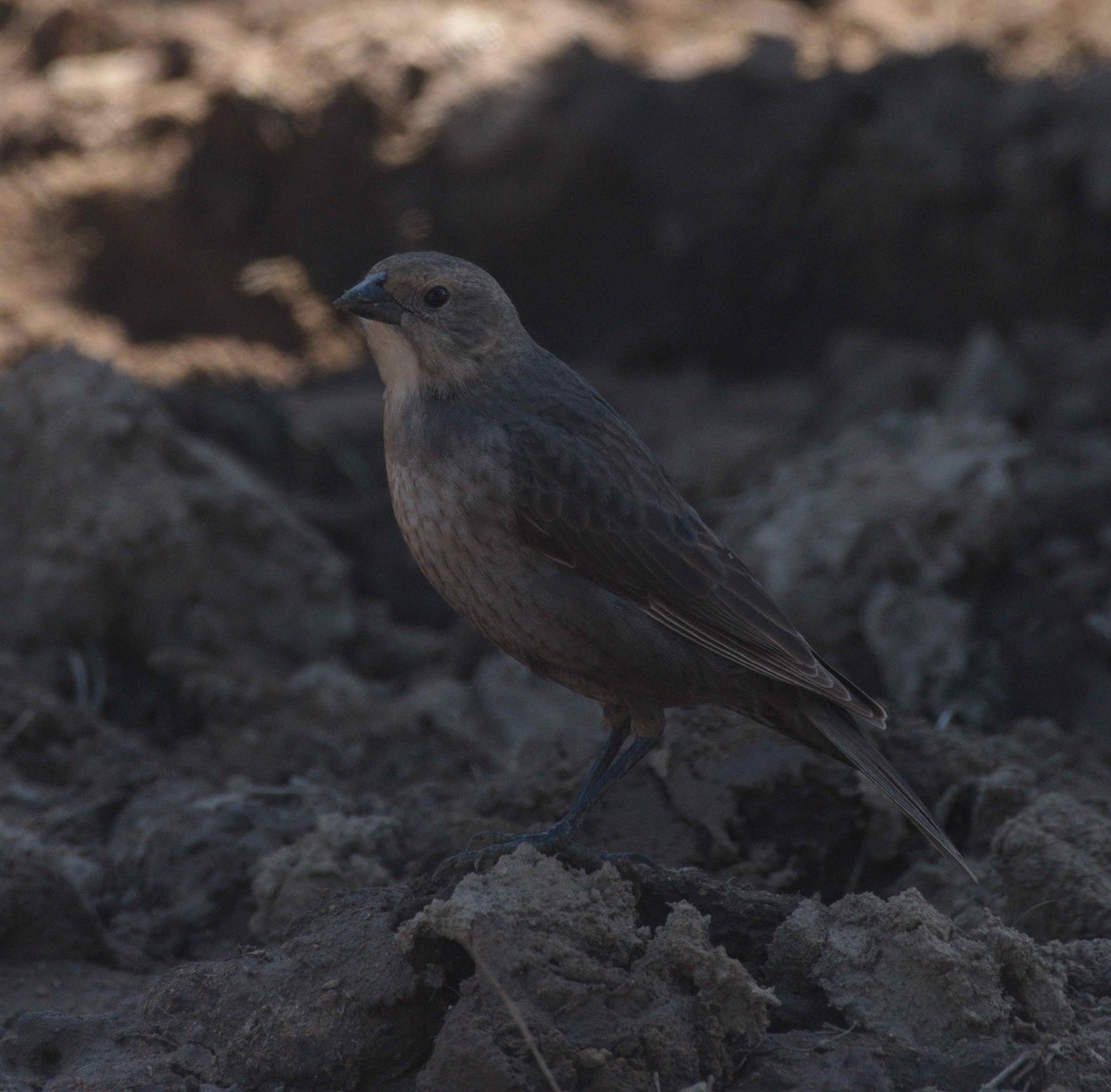 Brown-headed Cowbird - DAB DAB