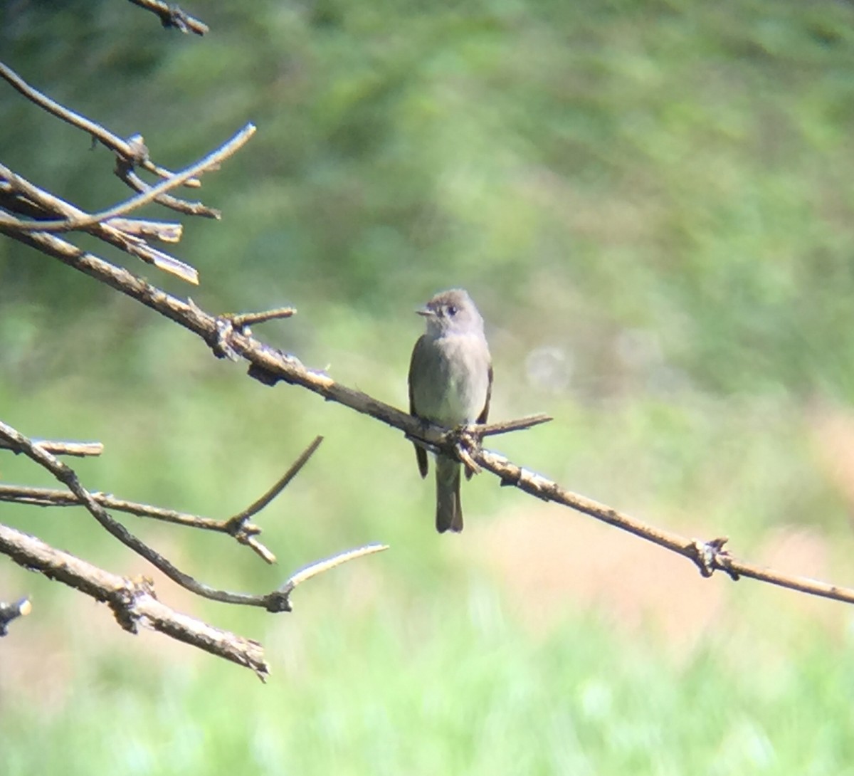 Western Wood-Pewee - ML230209741