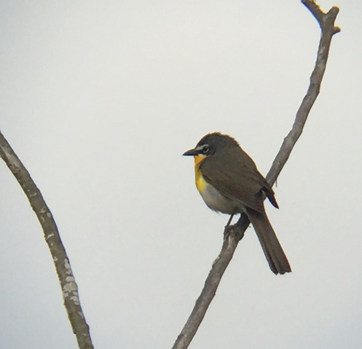 Yellow-breasted Chat - ML230210311