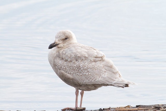 Glaucous-winged Gull - Anonymous