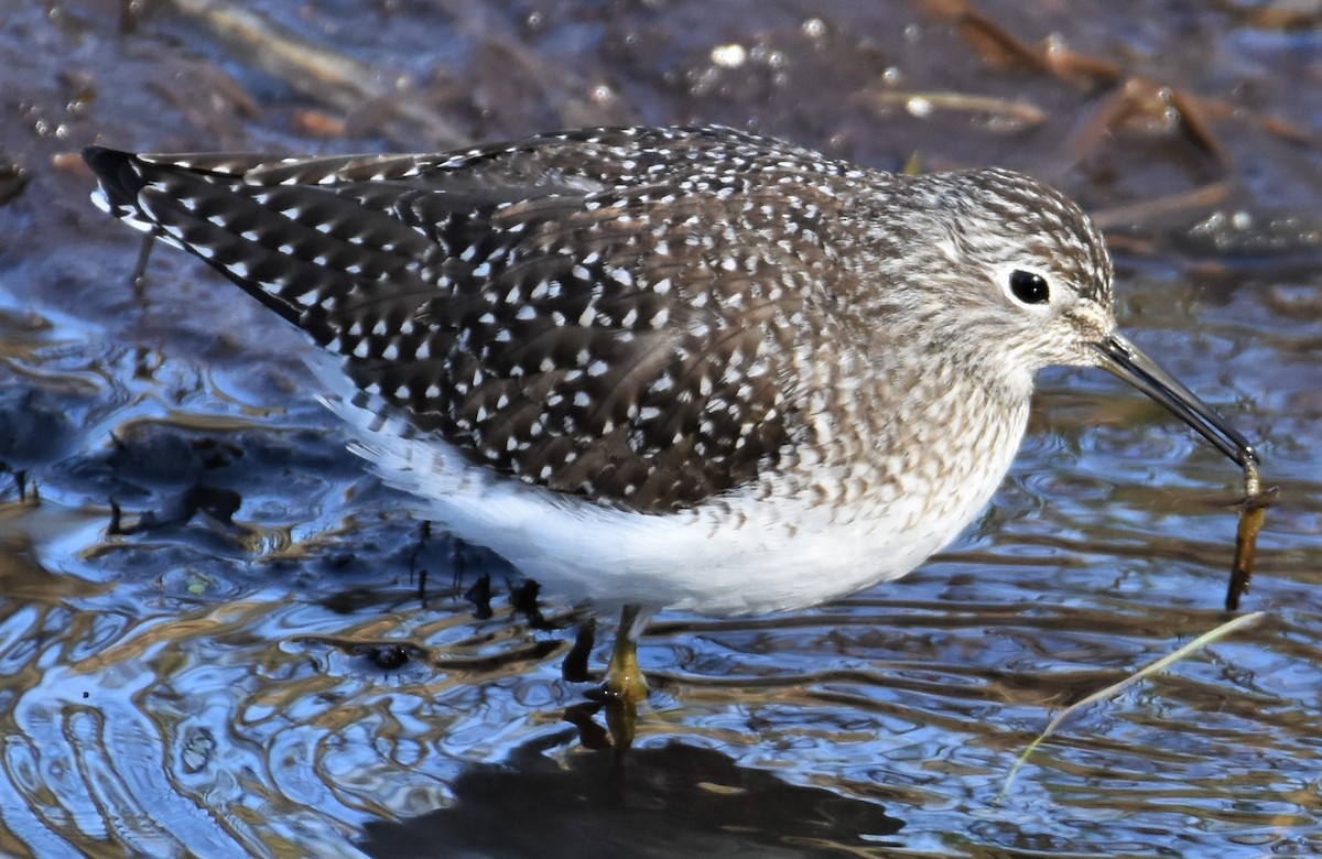 Solitary Sandpiper - Ken Milender