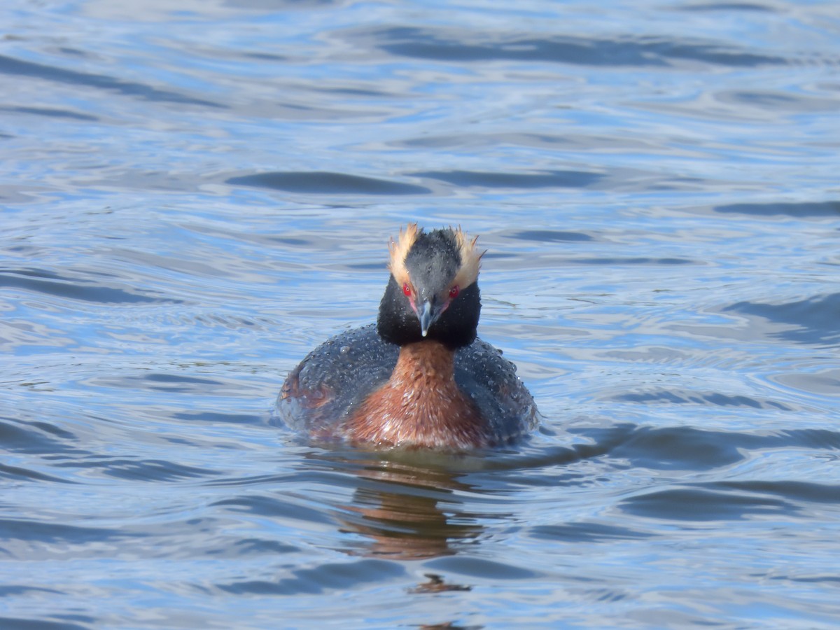 Horned Grebe - Marlene Waldron