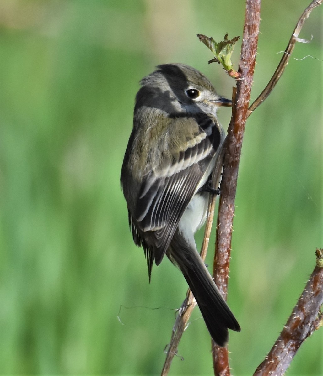 Least Flycatcher - ML230211891