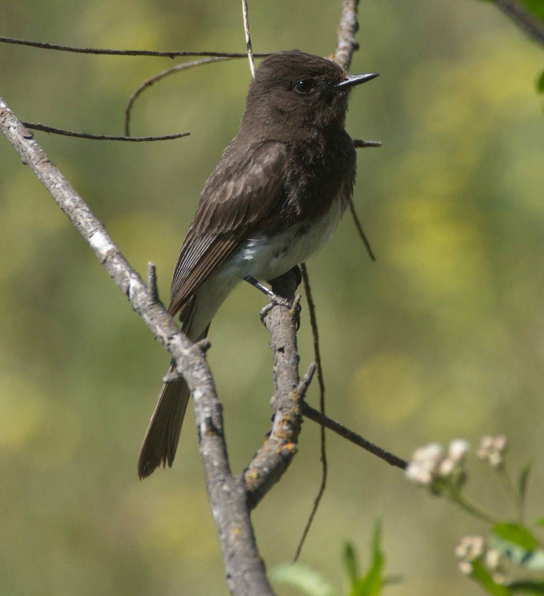 Black Phoebe - ML230212151