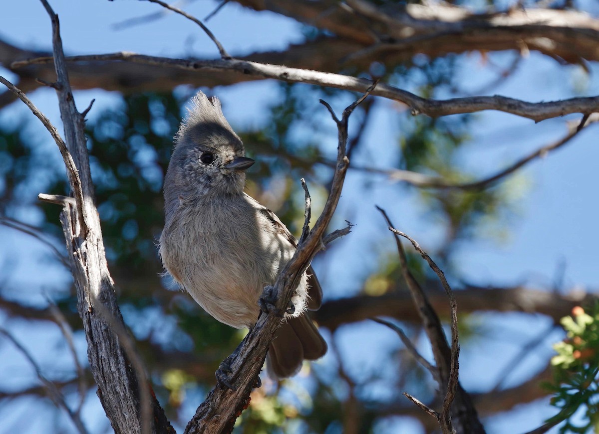 Juniper Titmouse - ML230213761