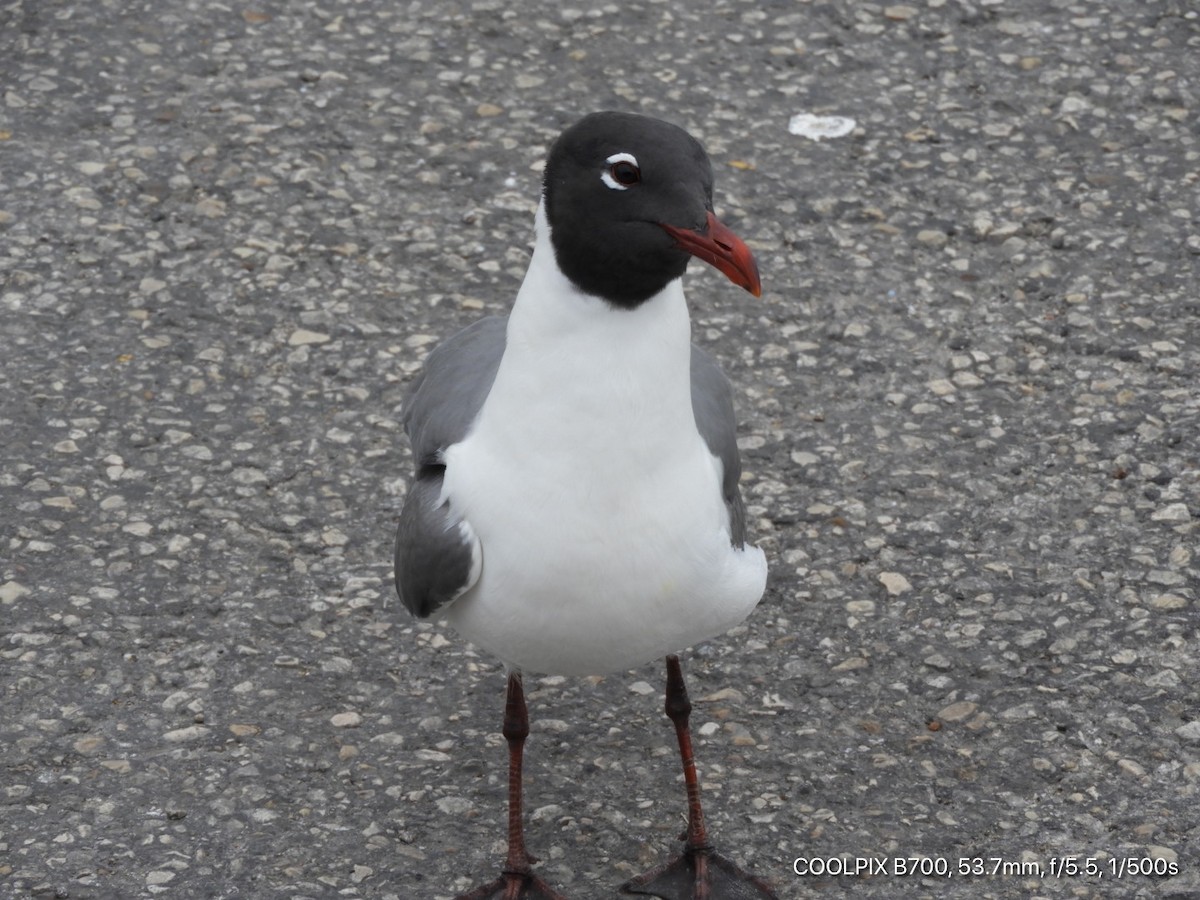 Laughing Gull - Sandy and Randy Reed