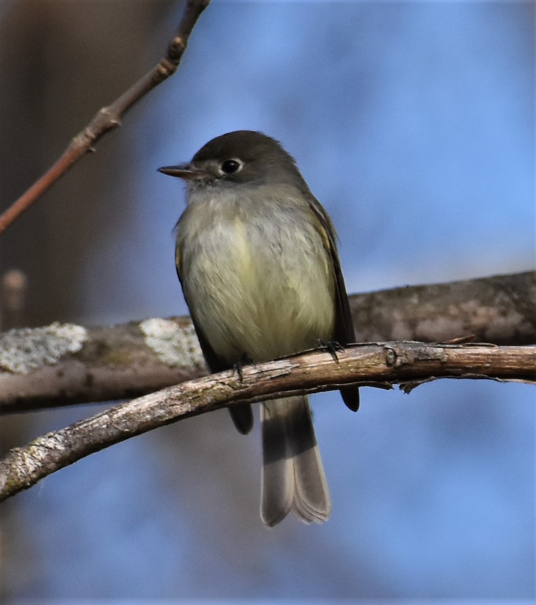 Least Flycatcher - ML230213861