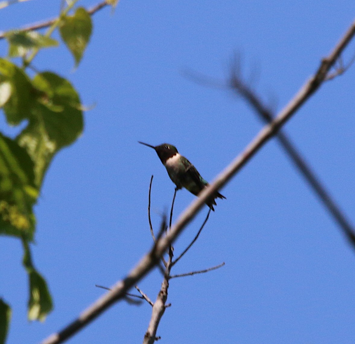 Ruby-throated Hummingbird - ML230214061