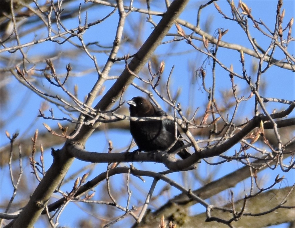 Brown-headed Cowbird - ML230214161