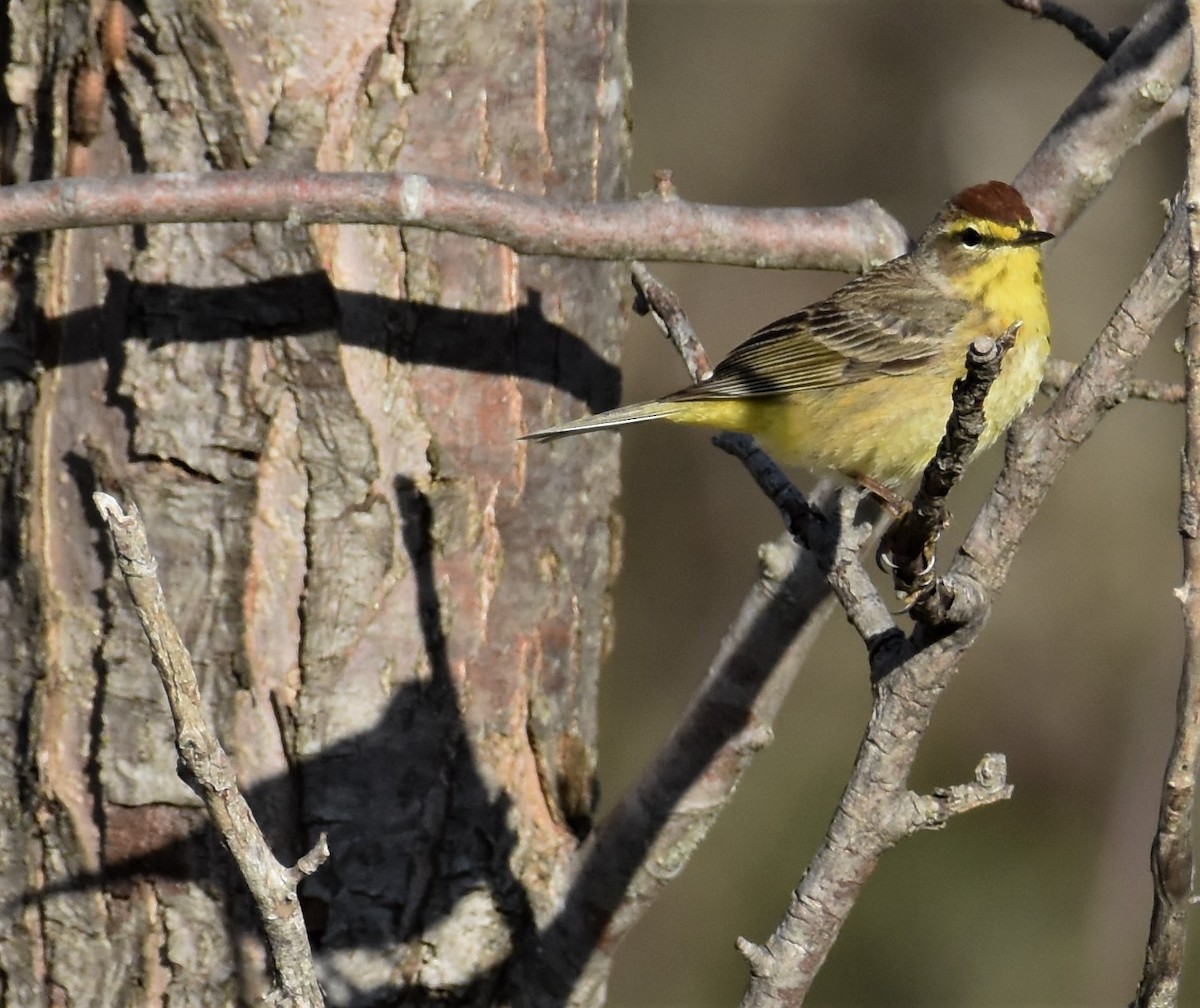 Palm Warbler - ML230214261