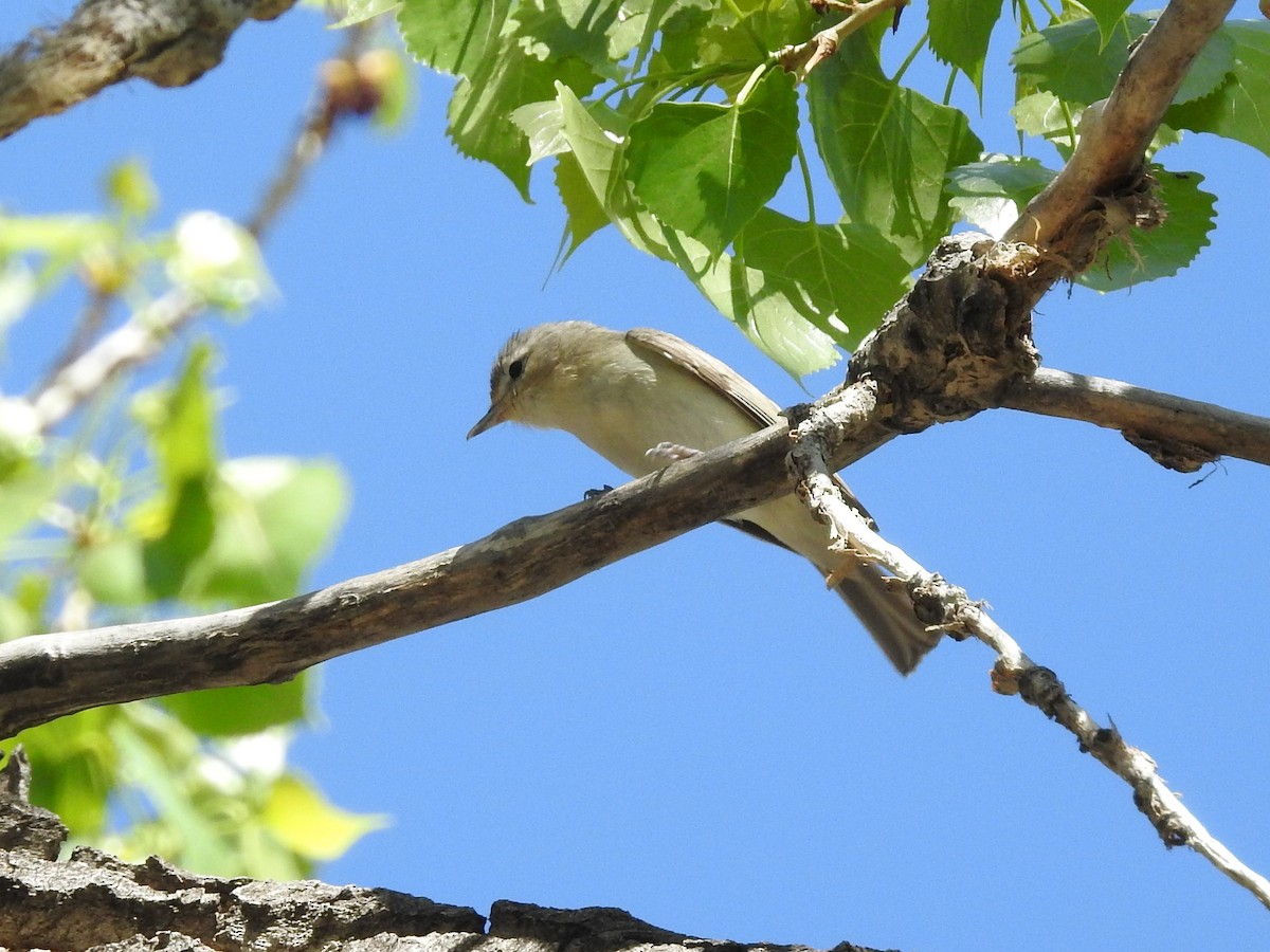 Warbling Vireo - ML230214341