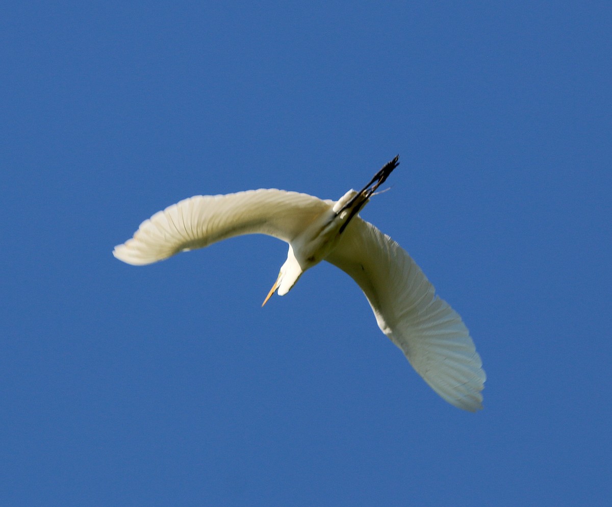 Great Egret - ML230214501