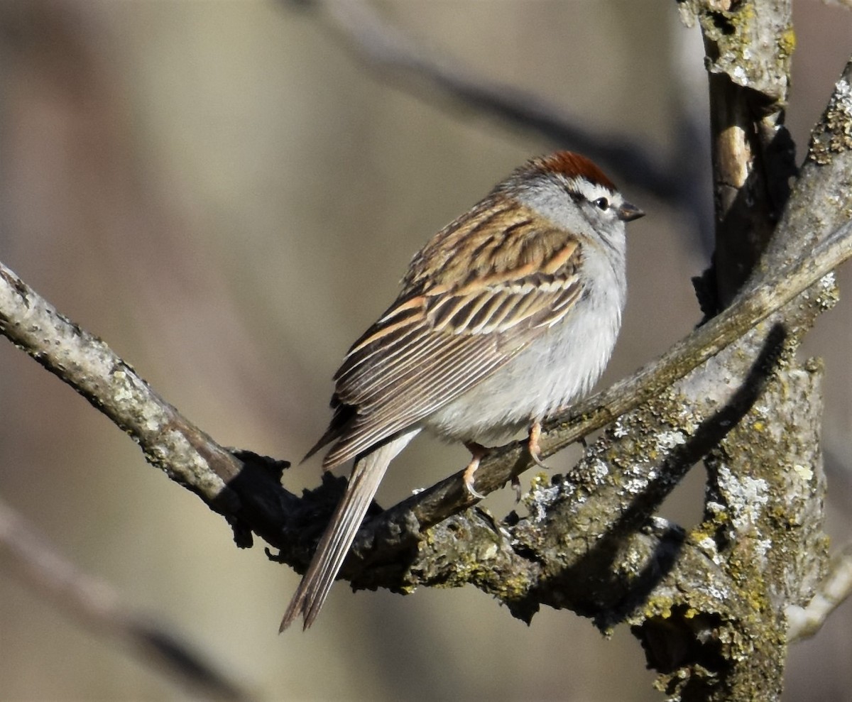 Chipping Sparrow - ML230214611