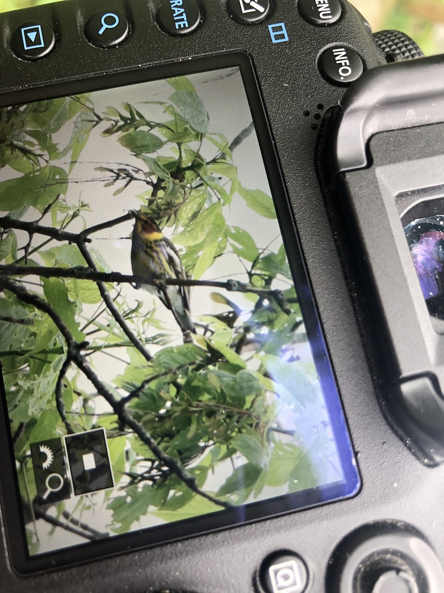 Blackburnian Warbler - ML230214691