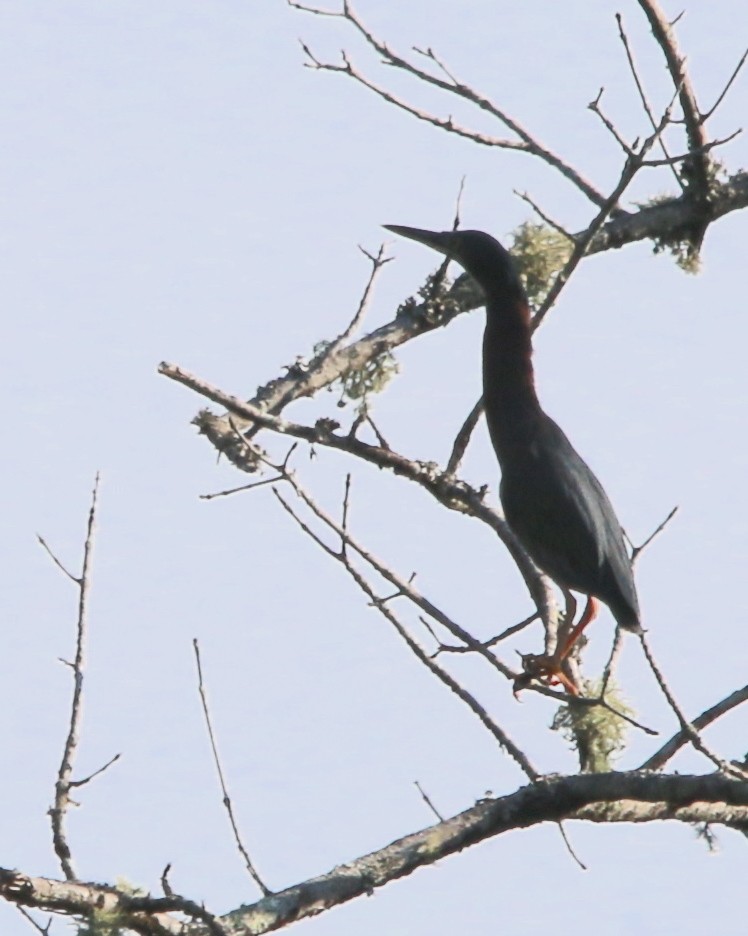 Green Heron - ML230214701