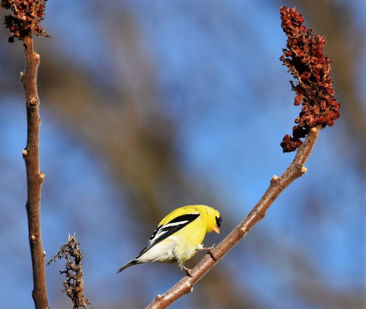 American Goldfinch - ML230214741