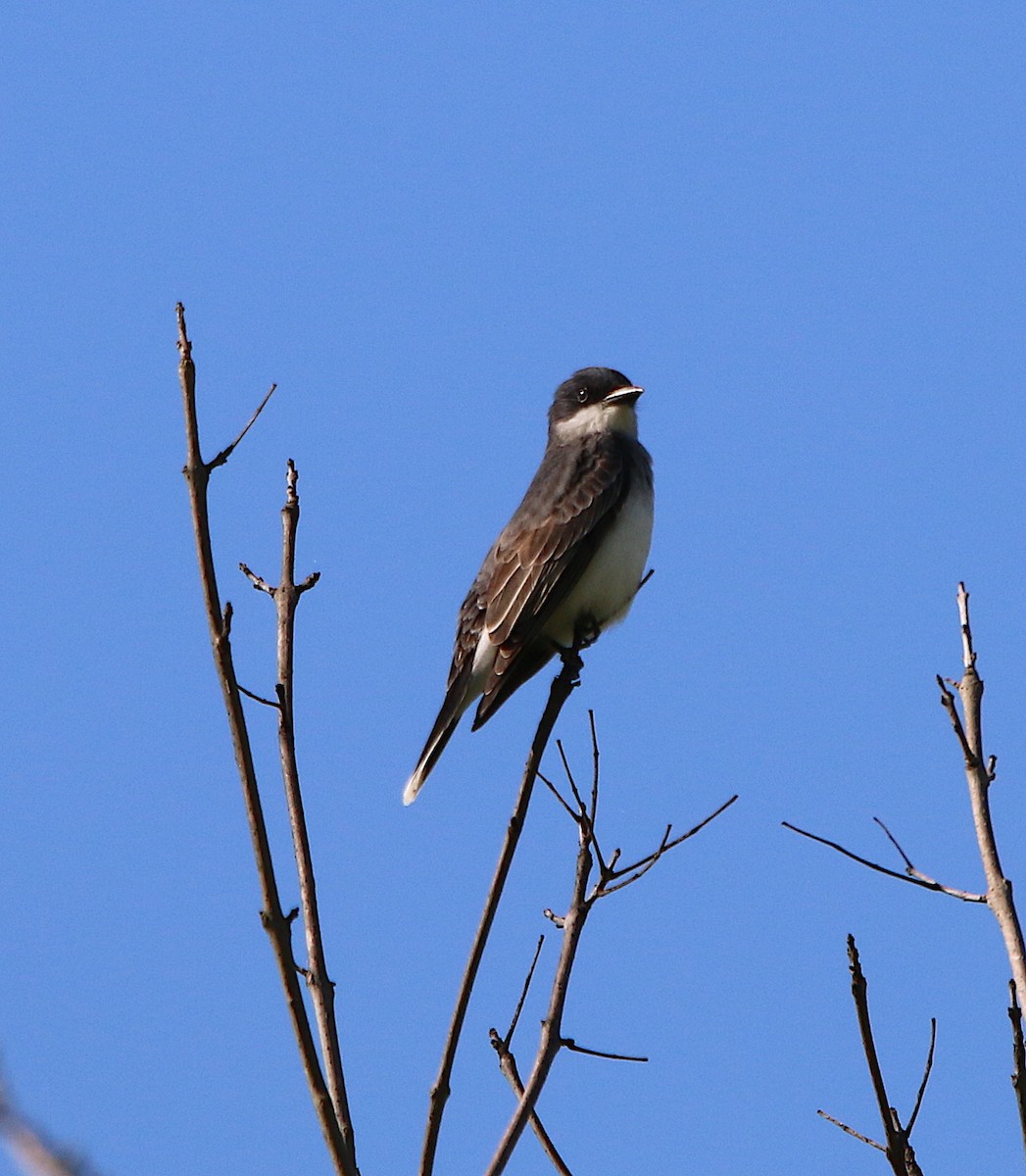 Eastern Kingbird - ML230214961