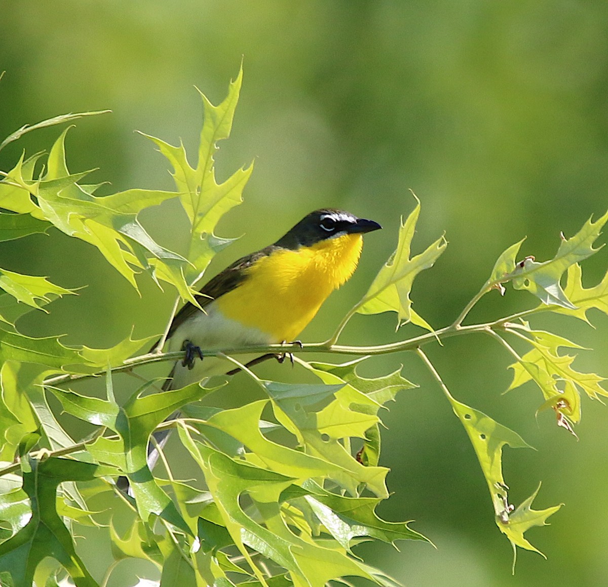 Yellow-breasted Chat - ML230215351