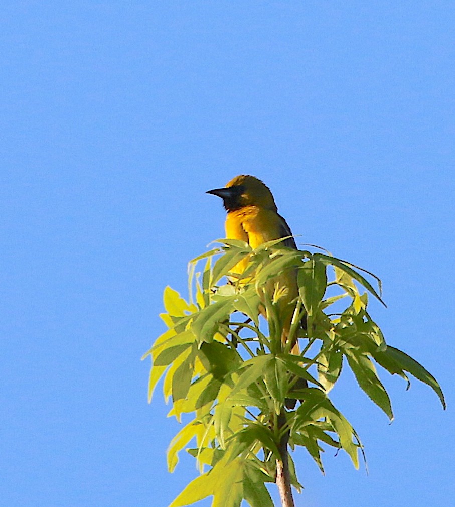 Orchard Oriole - ML230215441