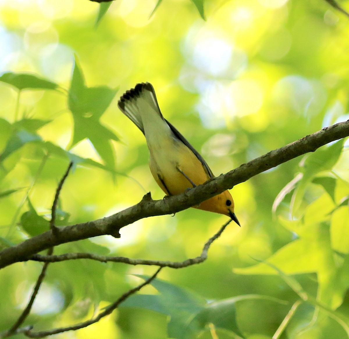 Prothonotary Warbler - ML230215541