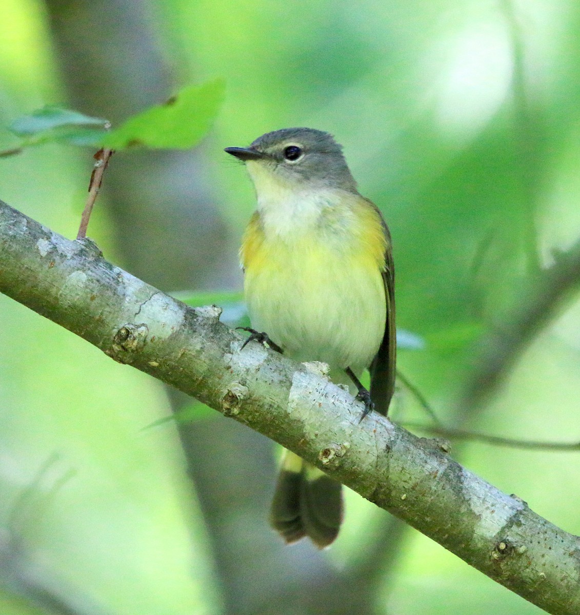 American Redstart - ML230215691
