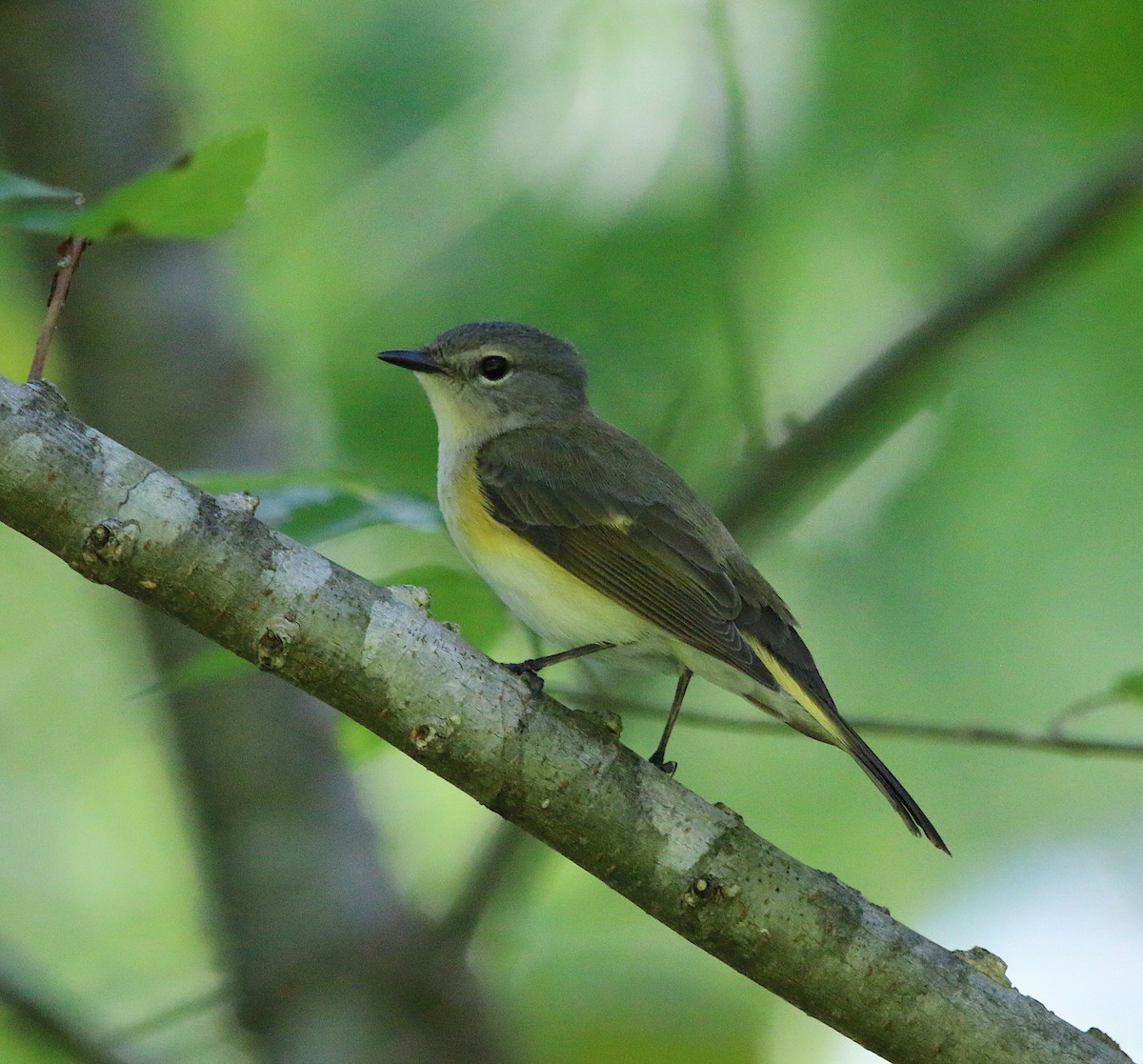American Redstart - ML230215721