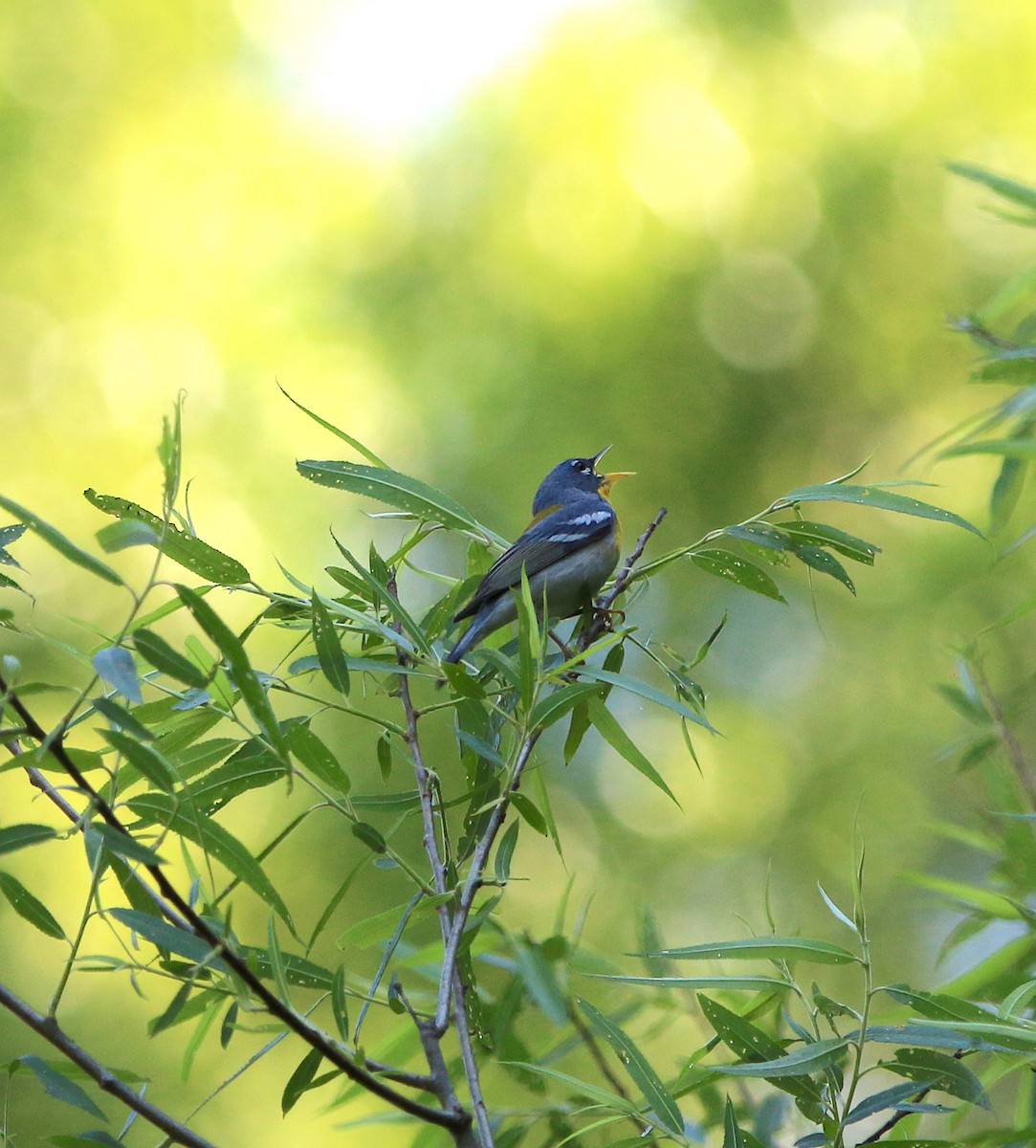 Northern Parula - ML230215781