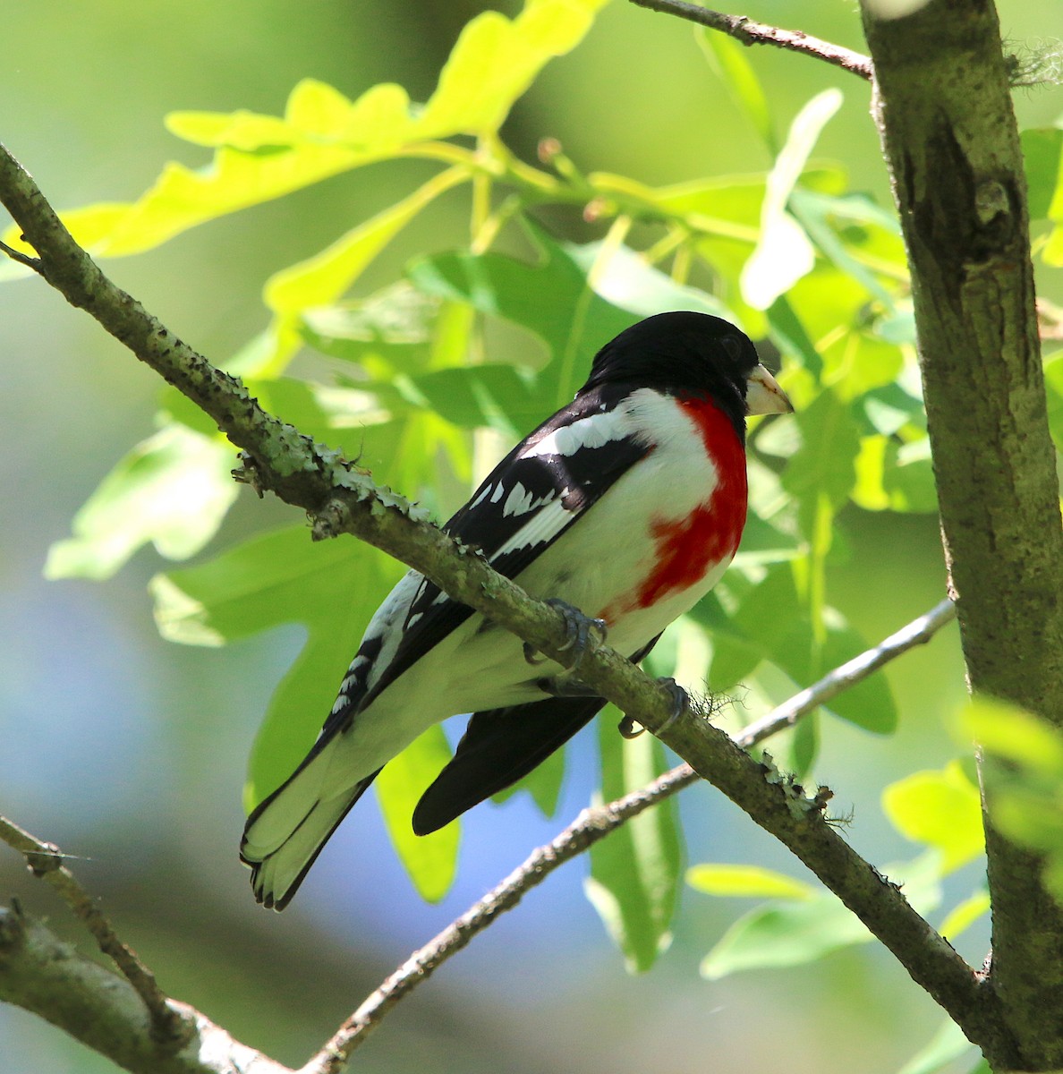 Rose-breasted Grosbeak - ML230216001