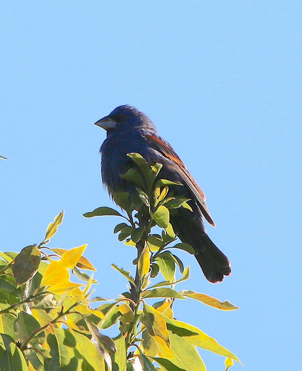 Blue Grosbeak - ML230216101